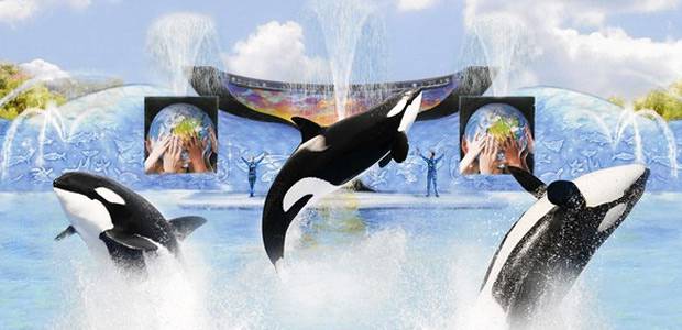 O que muda com o fim dos shows com orcas no SeaWorld?