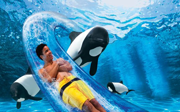 O tobogã Dolphin Plunge passa debaixo d’água, pelo meio do aquário, onde você pode ver os Commerson's Dolphins. Fica no parque Aquatica, em Orlando.