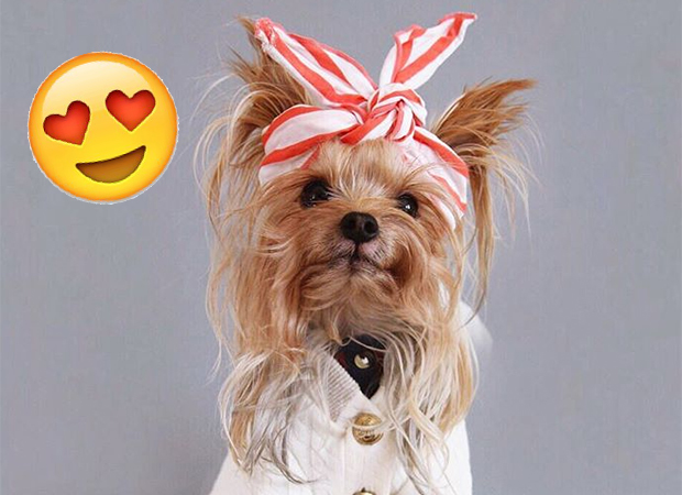 Estamos morrendo de amores pelos penteados da cachorrinha Willie!