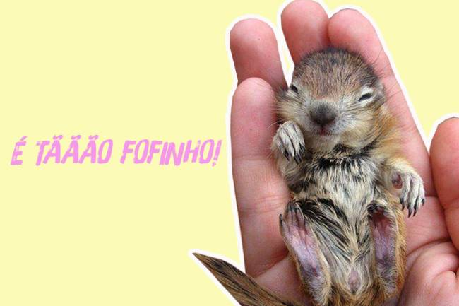 filhote-de-esquilo filhote-de-esquilo