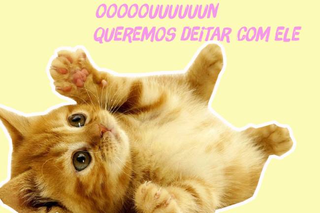filhote-de-gato filhote-de-gato