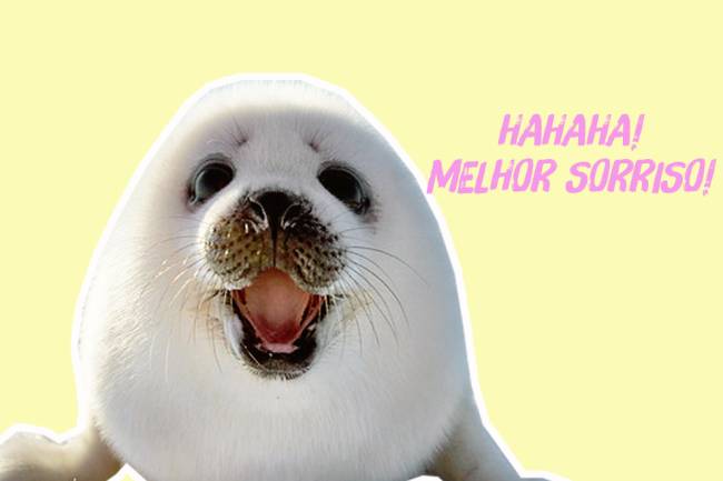 filhote-foca filhote-foca