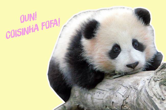 filhote-panda filhote-panda
