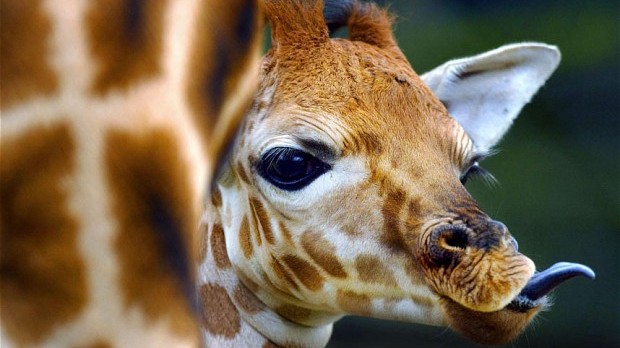 Girafas entram para a lista de animais em risco de extinção