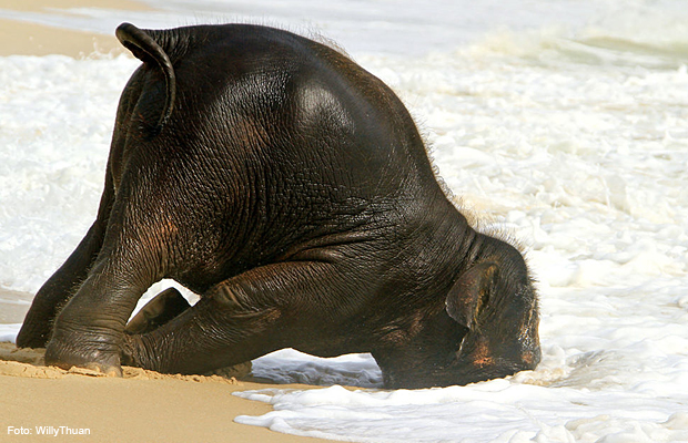 filhote_elefante filhote_elefante