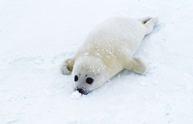 filhote_foca filhote_foca