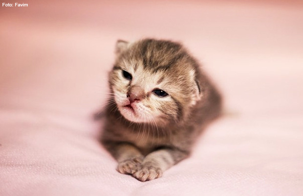 filhote_gato filhote_gato