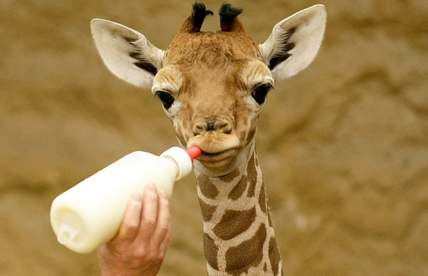 filhote_girafa filhote_girafa