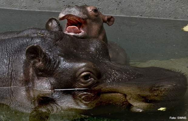 filhote_hippo filhote_hippo