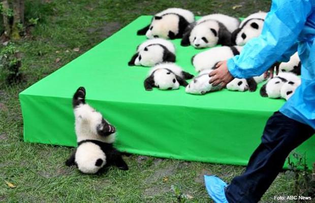 filhote_panda filhote_panda