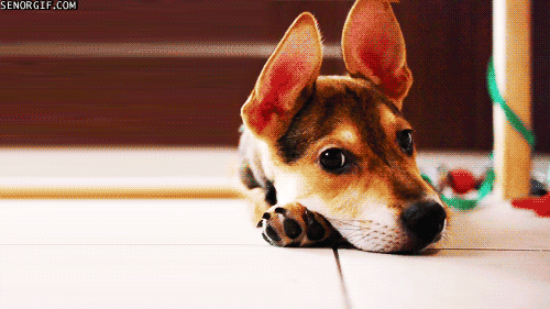 Falar de um jeito ~fofíneo~ com cães faz diferença, afirma estudo