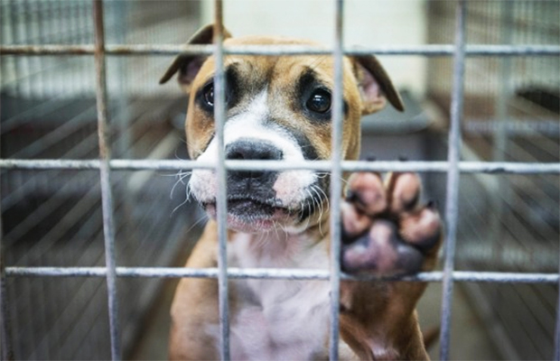 Aprovado abate de animais de rua e multa para quem alimentá-los?