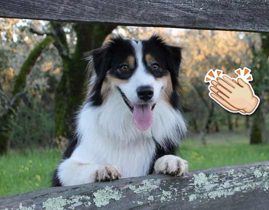 A cachorrinha Secret é mais esperta (e fofa) que muitos de nós