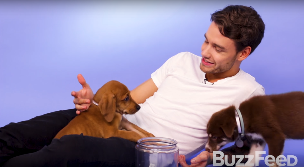 Liam Payne com cãezinhos é a melhor coisa que você vai ver hoje