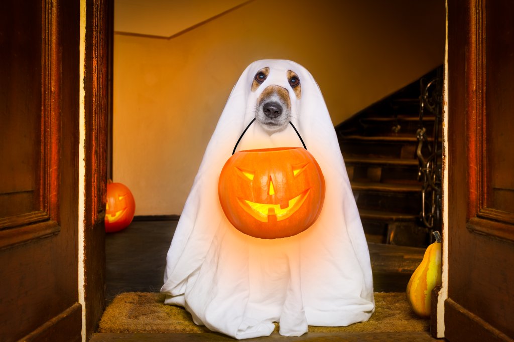 7 cachorros fantasiados para o Halloween para ~babar~ de amor