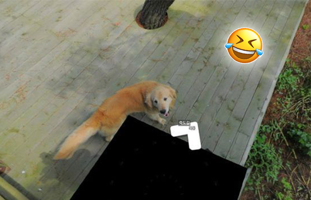 Cachorrinho segue aparelho do Google Street View e vira astro