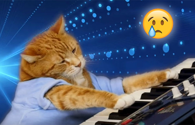 Gatinho Bento, o Keyboard Cat dos memes, morre aos 9 anos