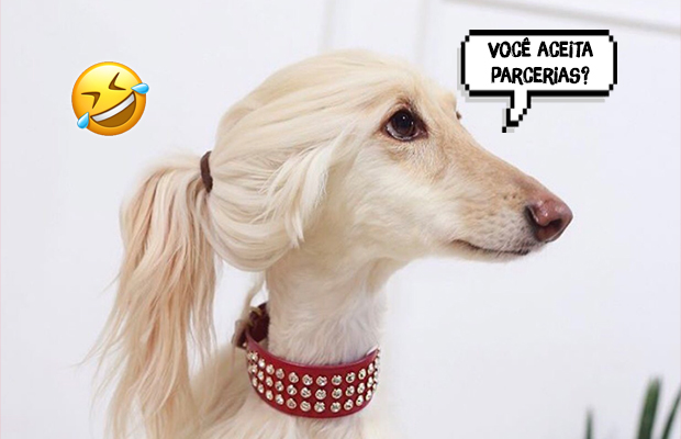 Meme dos cachorros influenciadores digitais já é o melhor do ano!