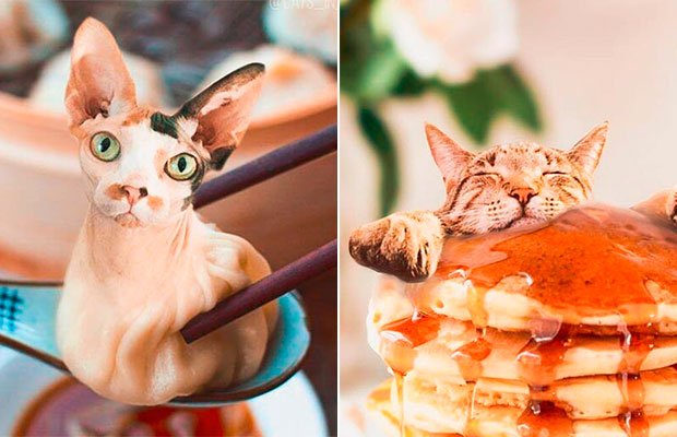 Cats In Food é o Instagram perfeito para quem ama gatinhos (e comida!)