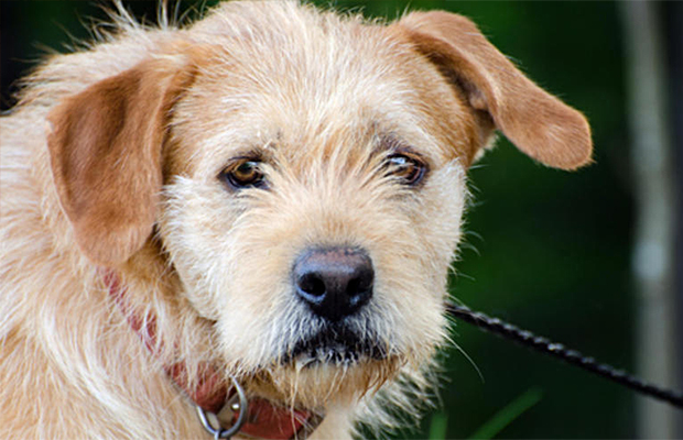 Rússia ‘some’ com cachorros de rua e faz ‘limpeza’ para a Copa do Mundo