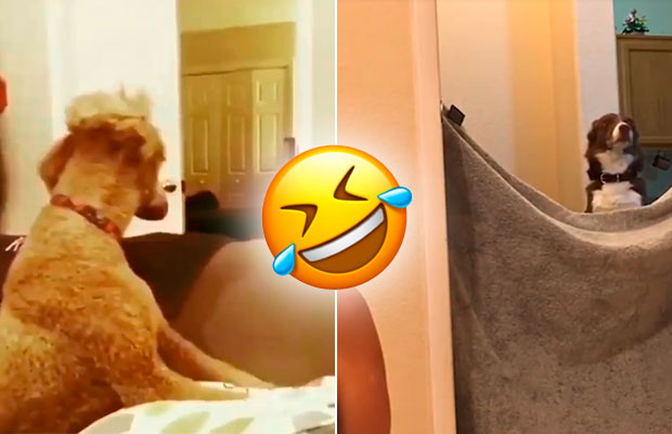 #WhatTheFluffChallenge: os melhores vídeo do desafio do momento da web!