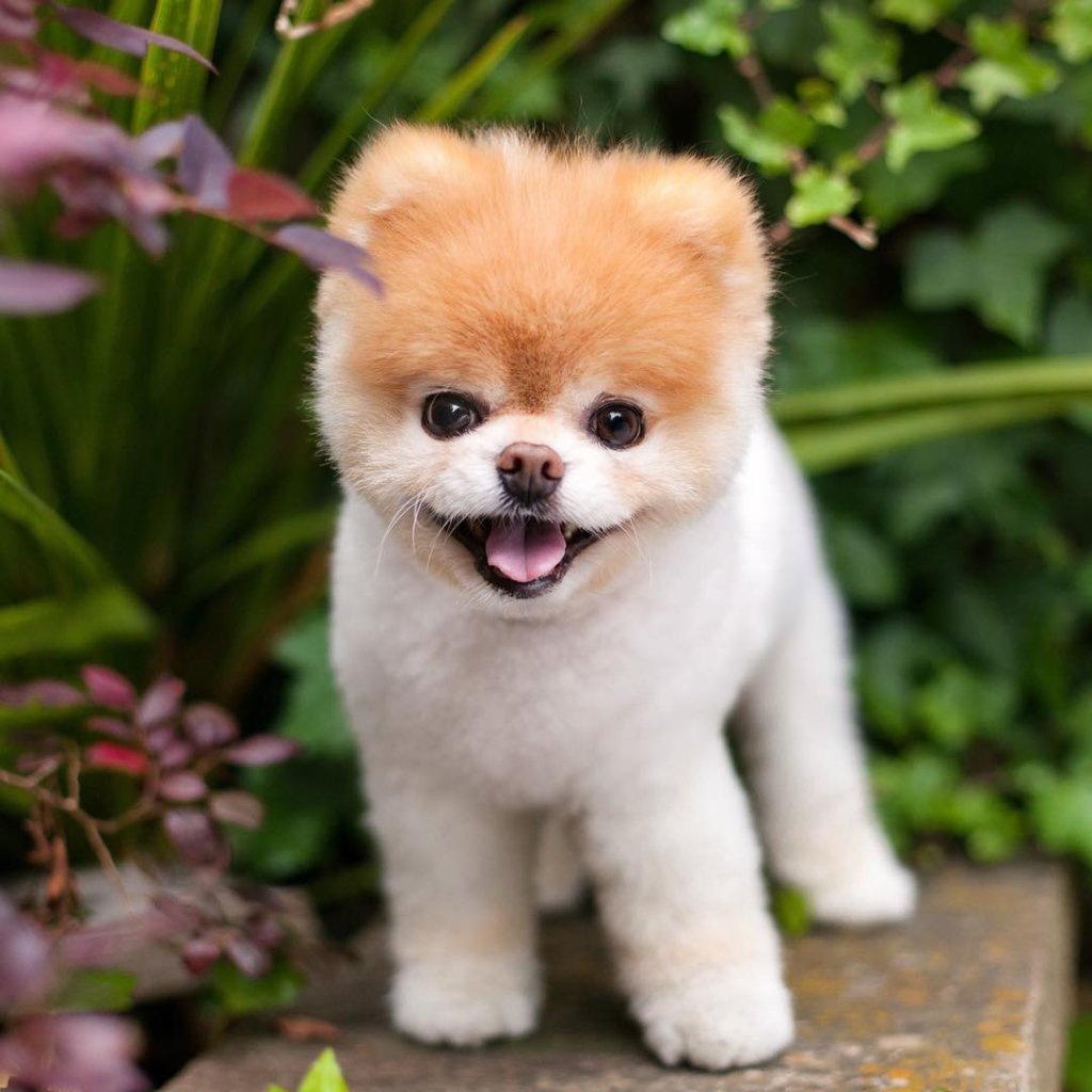Boo, um dos cachorrinhos mais famosos da internet, morre aos 12 anos