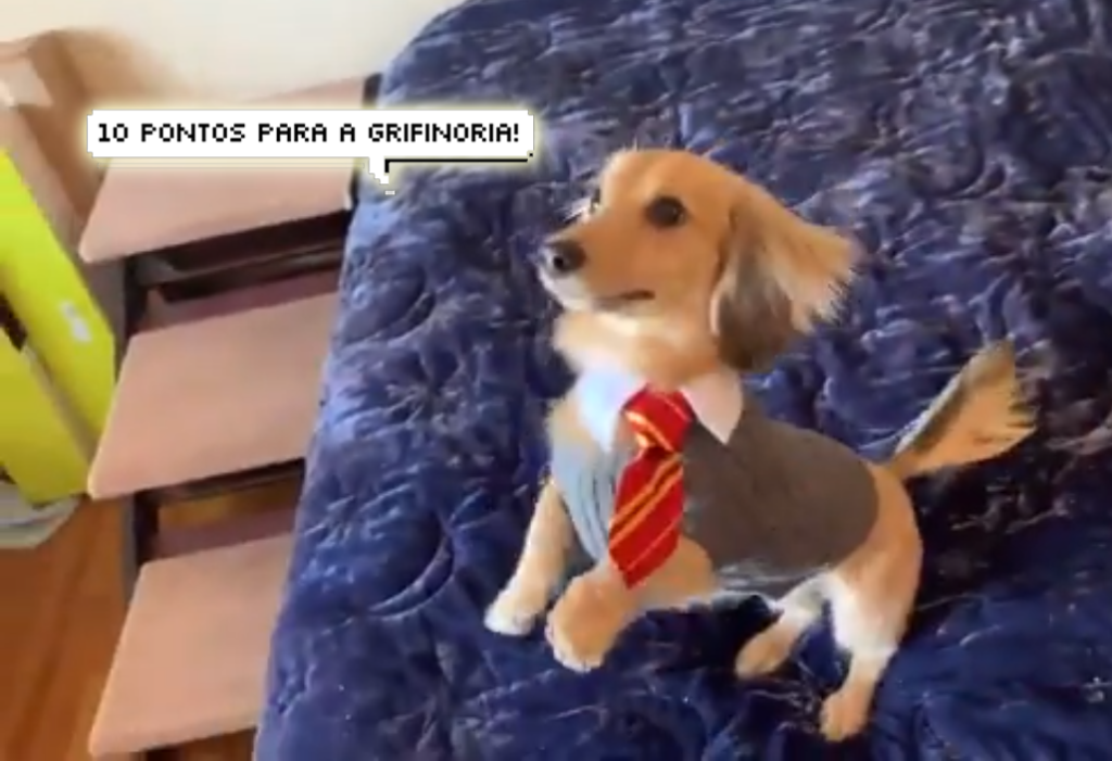 Animago? Esse cachorro sabe o que cada feitiço de Harry Potter significa!
