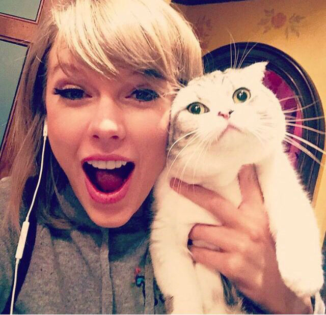 Gata de Taylor Swift é o terceiro animal mais rico do mundo