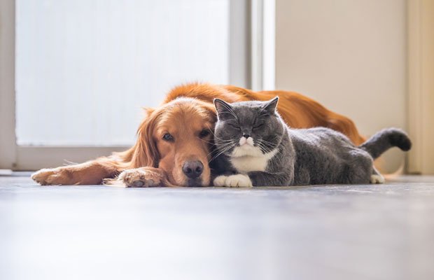 Justiça determina que condomínios não podem proibir animais de estimação