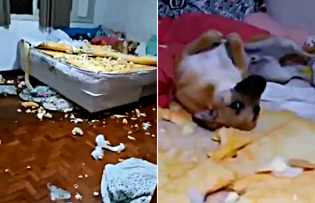 A pergunta que não quer calar é: o cachorro Chico é culpado ou inocente?