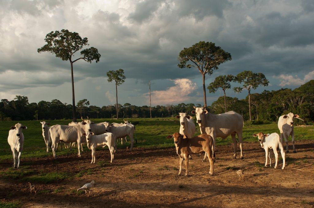 Não dá pra querer salvar a Amazônia e continuar comendo carne em excesso