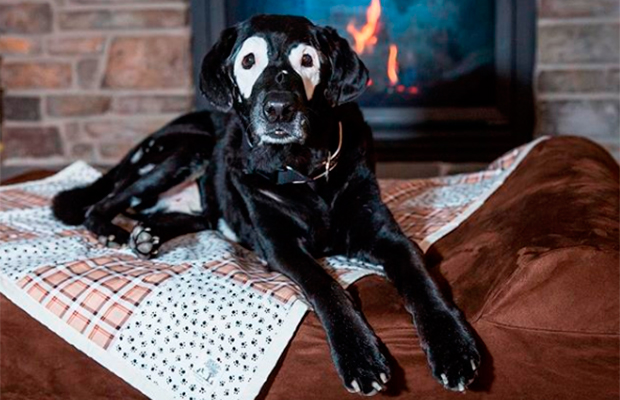 Cachorrinho com vitiligo é o Instagrammer que você precisa seguir hoje!