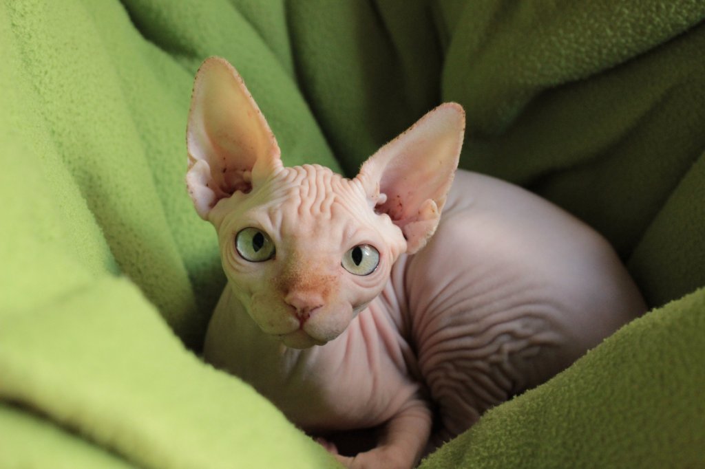 7 contas do Instagram pra quem ama gatos peladinhos da raça Sphynx