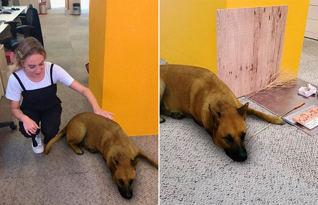 Sasha Dog: o filtro do Insta do cachorro fake está rendendo ótimos memes!