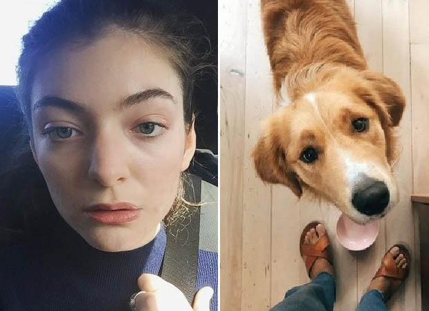 Lorde lamenta morte de seu cachorro: “Perda indescritivelmente dolorosa”