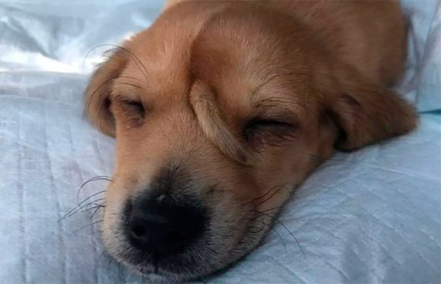 Cachorro nasce com rabinho na testa e ganha apelido fofo após resgate