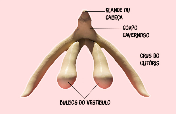 clitoris