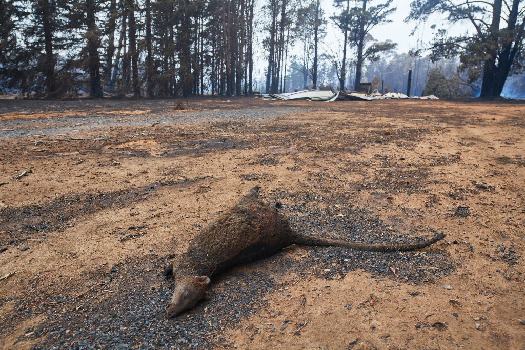 Incêndios na Austrália colocam muitas dezenas de animais em extinção