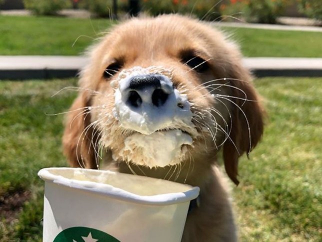 Você sabia que a Starbucks tem uma bebida especial para pets?