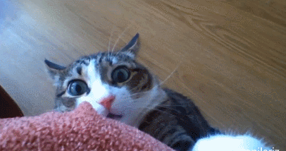 gato brincando de esconde esconde gato brincando de esconde esconde