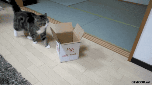gato entrando em uma caixinha de papelão gato entrando em uma caixinha de papelão