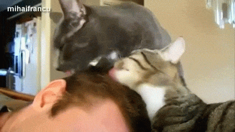 gif de gatos lambendo a cabeça de um humano gif de gatos lambendo a cabeça de um humano