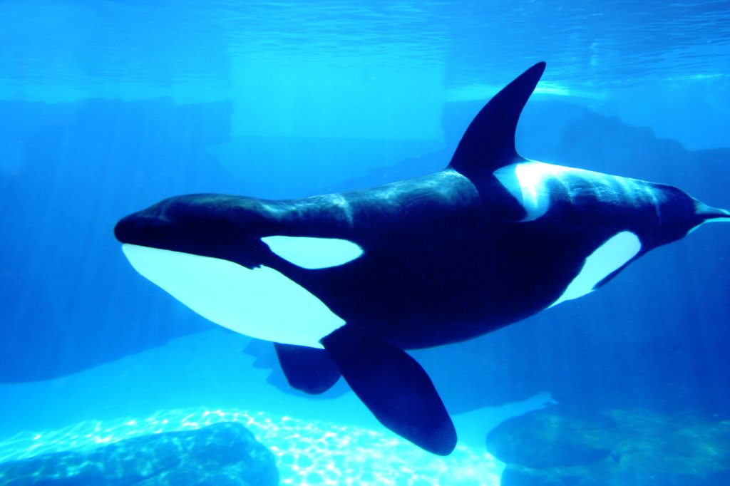 Mais educativo? O que esperar do novo show de orcas no SeaWorld Orlando