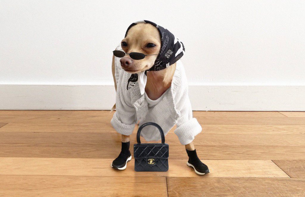 O perfil desta cachorrinha estilosa é o que precisávamos pra alegrar o dia