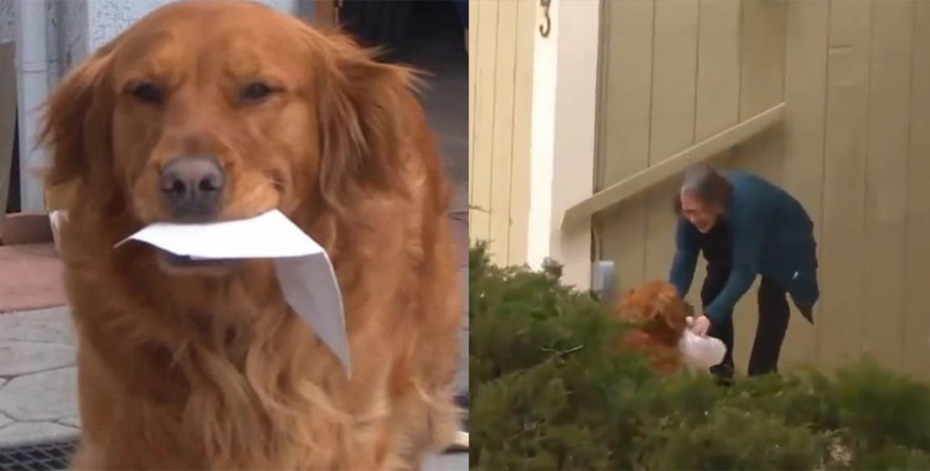 Cachorro é treinado para levar comida para idosa durante quarentena