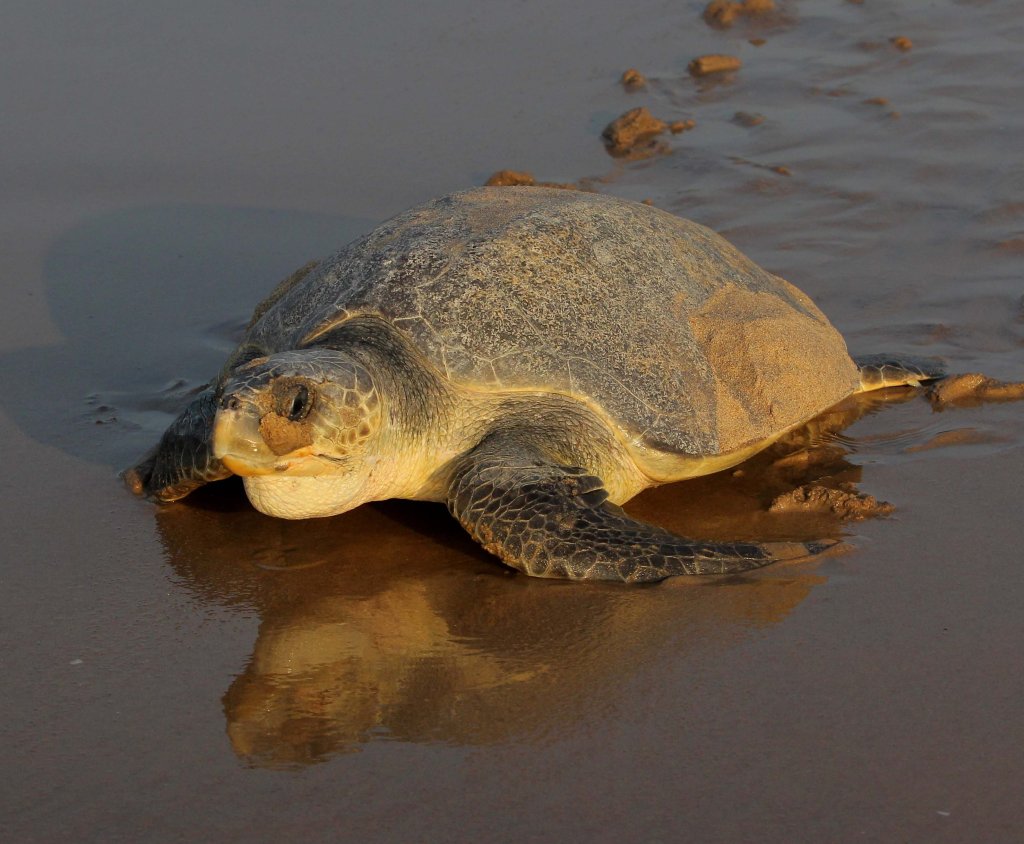 Com humanos isolados, tartarugas invadem costa da Índia em fenômeno raro