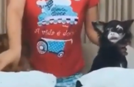 Mulher faz Desafio da Farinha com cachorros e é denunciada por maus-tratos