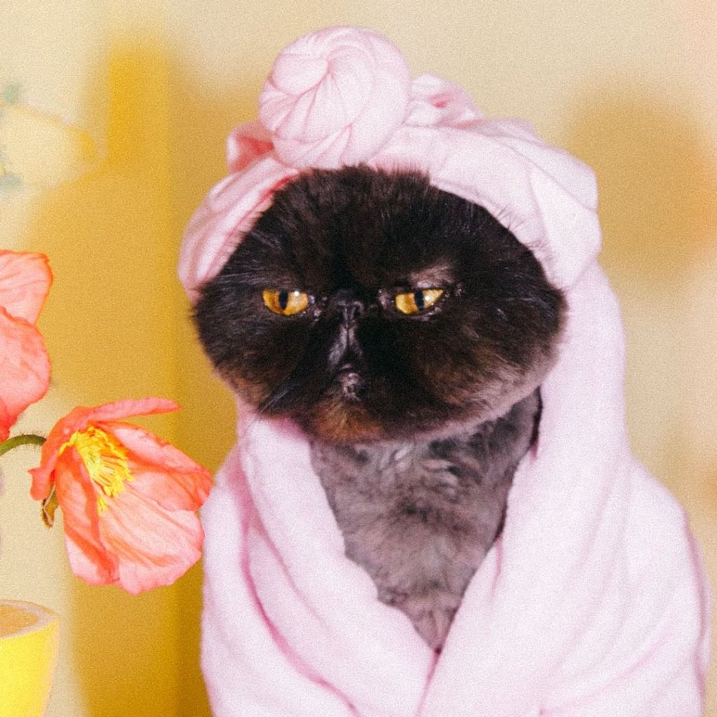 O perfil desta gatinha fashionista é tudo o que você precisa ver hoje