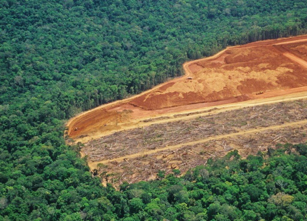 Desmatamento na Amazônia bate novo recorde em junho, em plena pandemia