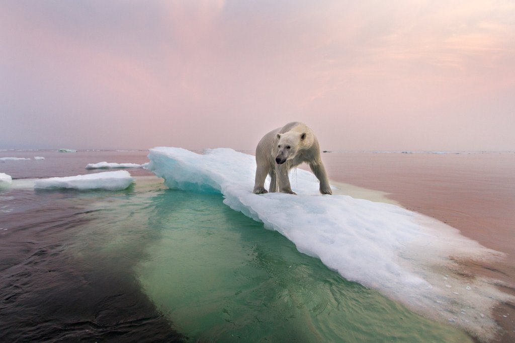 Mudanças climáticas devem levar ursos polares à extinção até 2100